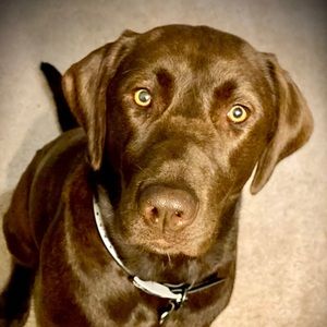 Meet your Posher, Kelsey